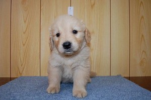 golden0513_c1 ゴールデンリトリバー 子犬販売 専門店 AngelWan ブリーダー