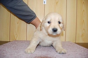 ゴールデンリトリバー　イギリスタイプ　ブリーダー　仔犬販売