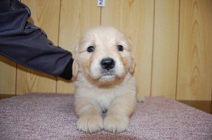 ゴールデンレトリバー　良血統　ブリーダー　子犬販売　専門店
