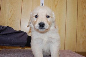 ゴールデンレトリバー　大型犬　子犬販売　ペットショップ　ブリーダー