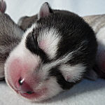 シベリアンハスキー　ブラック＆シルバー