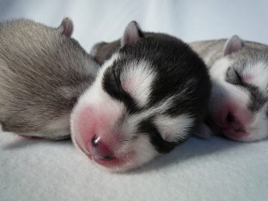 シベリアンハスキー　子犬販売　専門店　ブリーダー