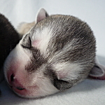 シベリアンハスキー　シルバー＆ホワイト