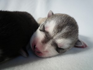 シベリアンハスキー　メス　ブリーダー　子犬販売　専門店　AngelWan