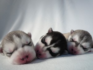 シベリアンハスキー　ブリーダー　子犬販売　神奈川県　茨城県　ペットショップ