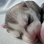 シベリアンハスキー　シルバー＆ホワイト