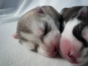 シベリアンハスキー　仔犬販売専門店　AngelWan　ブリーダー