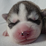 huskey_d シベリアンハスキー シルバー&ホワイト