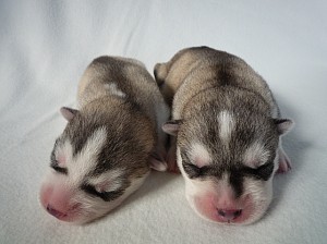 huskey_d1 シベリアンハスキー 仔犬 ブリーダー 仔犬販売専門店 物語