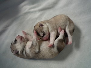 huskey_d2 シベリアンハスキー 子犬 かわいい ブリーダー 番犬 怖い