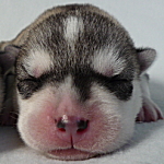 huskey_e シベリアンハスキー シルバー&ホワイト