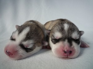 huskey_e1 シベリアンハスキー 子犬販売専門店 AngelWan ブリーダー