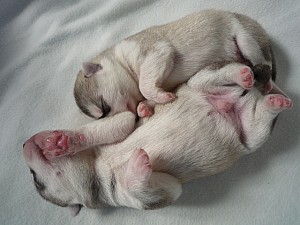 huskey_e3 シベリアンハスキー 子犬 兄弟 ブリーダー 成長 ペット通販