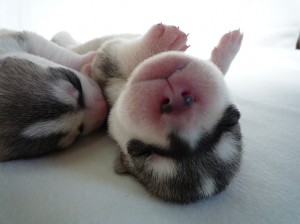 huskey_e4 シベリアンハスキー 子犬販売 AngelWan 横浜市 泉区