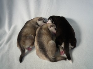 シベリアンハスキー　仔犬　しっぽ　筆　ブラック＆シルバー　番犬