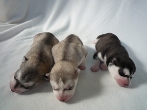 シベリアンハスキー　ブリーダー　神奈川県　子犬販売　AngelWan