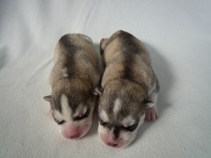 huskey_h2 シベリアンハスキー 子犬販売 ブリーダー AngelWan 泉区和泉町