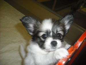 パピヨン　仔犬　神奈川県　ペット　横浜市