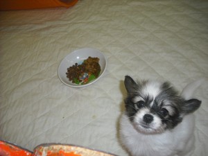 パピヨン　子犬　小型犬　室内犬　小さい