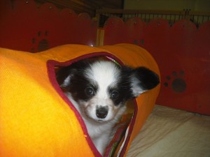 papillon0511_b1 パピヨン ブリーダー 小型犬 子犬販売 専門店 AngelWan