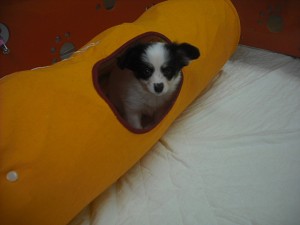 papillon0511_b3 パピヨン トライ 男の子 ブリーダー 販売 ペット通販