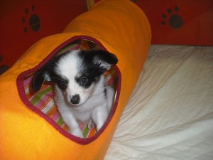 papillon0511_b4 パピヨン 子犬 ブレーズ 立ち耳 ホワイト