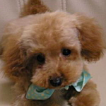 トイプードル　アプリコット
