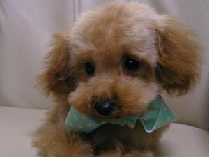 ティーカップ　プードル　JKC　ブリーダー　子犬販売専門店　AngelWan