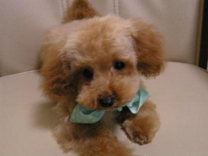 teacup　プードル　男の子　小さい　健康　ブリーダー　ご家族募集　子犬販売