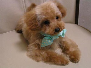 テディベアカット　トイプードル　ペットショップ　神奈川県　ブリーダー　子犬　横浜　川崎