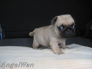 パグ　ブリーダー　子犬販売専門店　AngelWan