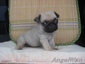 パグ　小ぶり　♂　JKC　ブリーダー　ペットショップ　神奈川県