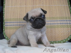 パグ　子犬販売　専門店　ブリーダー　横浜市　極小