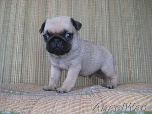 PUG　BUHI　ブヒ　ブリーダー　ぶさわか　子犬