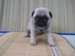 パグ　ブリーダー　子犬販売　専門店