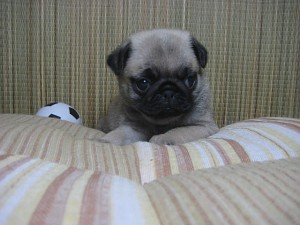 パグ　神奈川県　子犬　ペットショップ