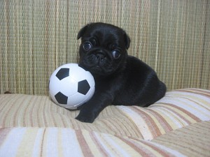 パグ　ブリーダー　子犬販売　黒　AngelWan