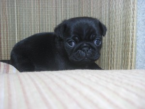 パグ　黒　ブラック　小ぶり　こいぬ
