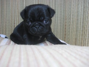 ぱぐ　PUG　子犬　ぶさかわ　黒