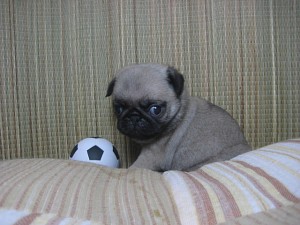 パグ　極小　仔犬　ブリーダー　ペットショップ　横浜市