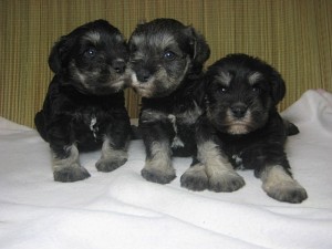 ミニチュアシュナウザー　兄弟　子犬販売　購入　ブリーダー　赤ちゃん