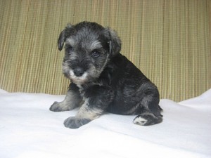 ミニチュアシュナウザー　番犬　ブリーダー　こいぬ　販売　専門　AngelWan