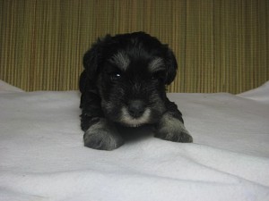 ミニチュアシュナウザー　ブリーダー　子犬販売　専門店　AngelWan