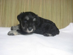 ミニチュアシュナウザー　子犬販売　ブリーダー　神奈川県横浜市　ペット