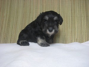 ミニチュアシュナウザー　仔犬販売専門店　横浜市戸塚区　泉区　ペットショップ　ブリーダー