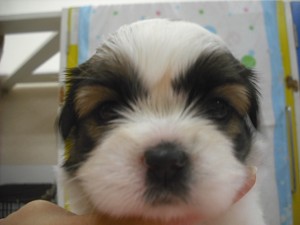 シーズー　かわいい　子犬　魅力　カット　トリミング　肥満　散歩　ペット