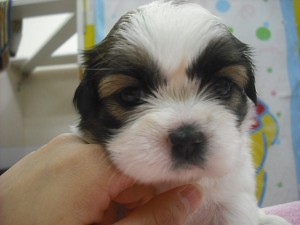 シーズー　陽気　フレンドリー　人懐っこい　ブリーダー　子犬販売　和泉町