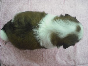 シーズー　子犬販売　専門店　AngelWan　横浜　ブリーダー　鳥取県　室内犬　飼い主