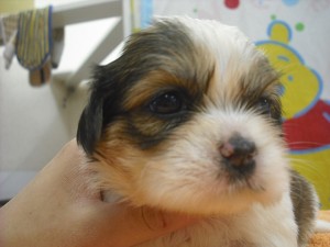 シーズー　健康　おとなしい　ブリーダー　子犬販売　エンゼルワン