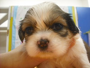 シーズー　子犬販売　専門店　AngelWan　ブリーダー　鳥取県